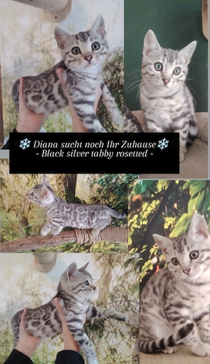 Zauberhafte Bengal Kitten mit Stammbaum    