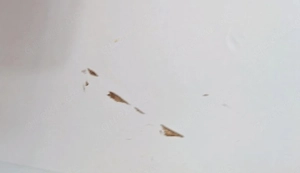Kleiderschrank zuverkaufen 