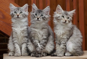 Renegade Cashmere-Bengal x Mainecoon Kitten noch 2 Kater abgabebereit