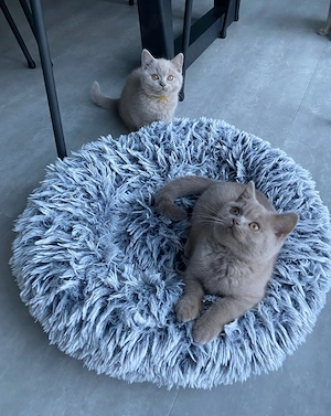 Wunderschönes BKH-Kater-Geschwisterpaar mit Stammbaum (Lilac)