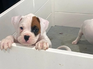 Boxerwelpen suchen ein liebevolles Zuhause für immer.     