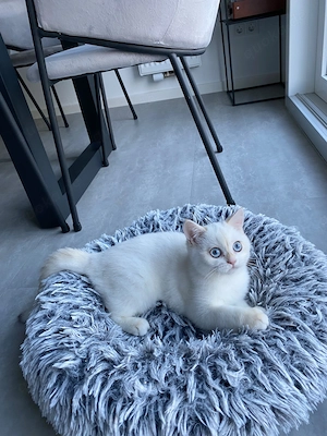 Wunderschöner kuscheliger weißer BKH-Kater mit Stammbaum sucht liebevolles Zuhause