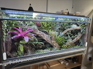 2x Terrarium mit Pfeilgiftfröschen 