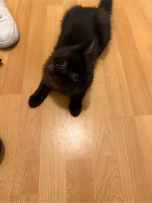 Junger Kater Main Coon Mix