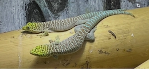 grosser madagaskar Dornwald Gecko