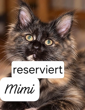 Perser Mix Katzen