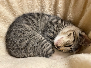 Kittenmädchen sucht noch ihr Zuhause  