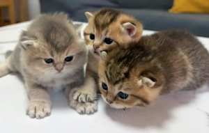 Bkh Kitten 
