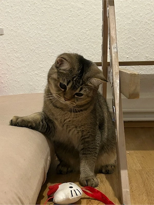 Bkh britisch kurzhaar katze 7 monate 
