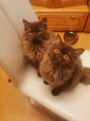 BlH Schoko Kitten