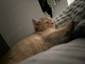 kitten britisch kurz katze 
