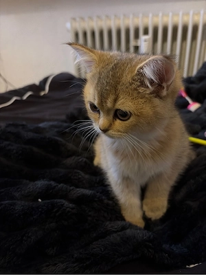 kitten britisch kurzhaar weibchen 