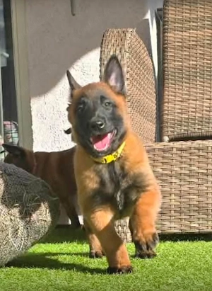 Malinois Hündin aus Zucht 