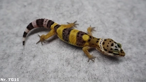 Leopardgecko Tangerine Männchen Weibchen