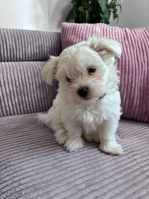 Malteser Bichon Welpen 