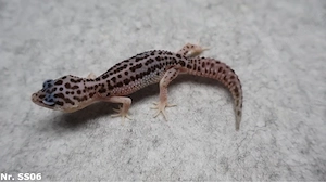 Leopardgecko Mack Super Snow Eclipse Tremper Albino Raptor Pied Männchen Weibchen