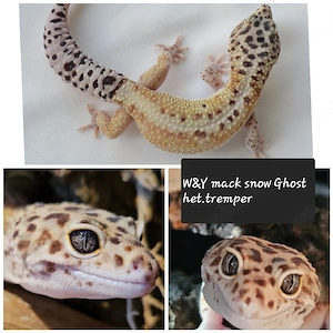 Leopardgecko Männchen     