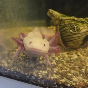 2 axolotl, 2 welse + Aquarium mit unterschrank