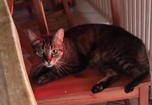 honey w  4jahre sucht ihr für immer zuhause 