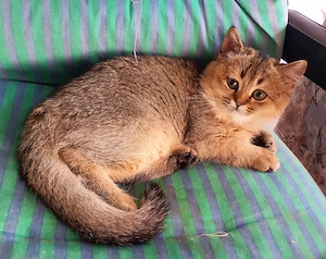 BKH Kitten   Kätzchen, mitnahmebereit