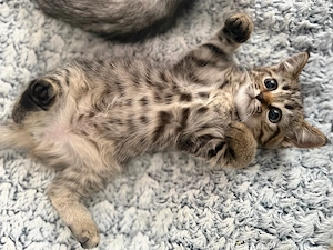 2 wunderschöne BKH BLH-Kuschelbärchen Tiger gold sanft, verschmust & menschenbezogen 