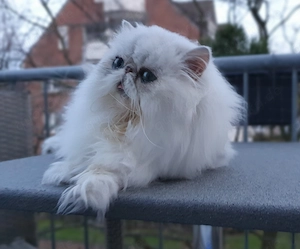 Eine wunderschöne ,typvolle Perserkatze in chinchilla.