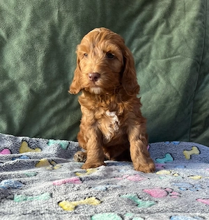 Cockapoo Welpen F1