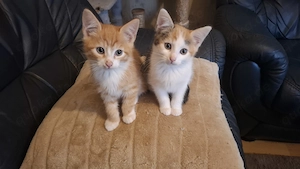 4 Verspielte Kitten (EKH) abzugeben   Geb. 19.08.2026