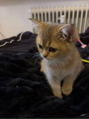 kitten britsch kurzhaar katze 