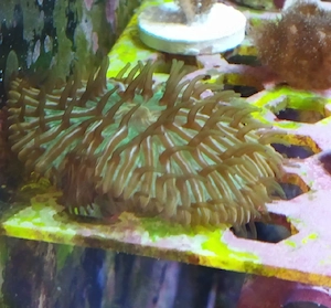 fungia Rainbow Meerwasser koralle 