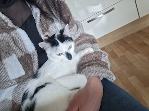 Cookie ,1,5 jahre alt ,verspielt, verschmust, menschenbezogen sucht ein neues Zuhause 