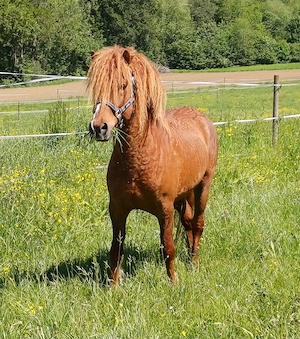 Bildschöner Curly Hengst 