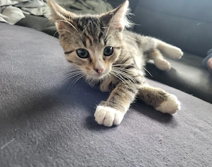 dreifarbige Katze, 12 Wo., Kitten, Babykatze