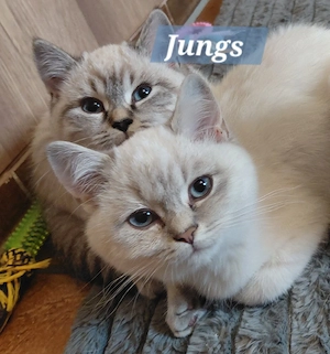 BKH.2 Jungs Bluepoint,  Silverschadet 