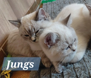 BKH 2 Jungs Silverschadet