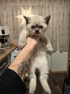 BKH  Reinrassige Babykatzen 