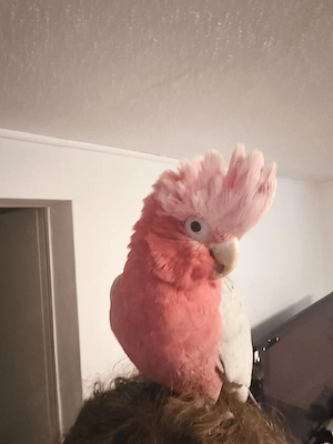 Rosa Kakadu Pärchen 