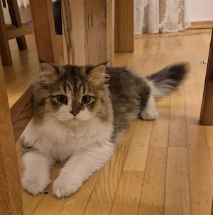Sibirsche katze