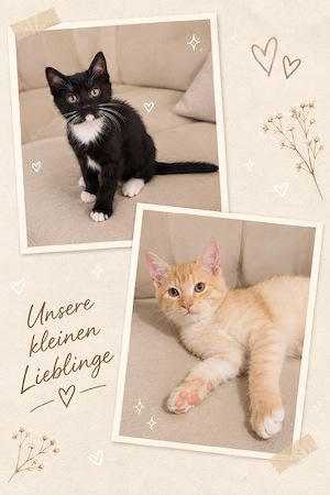 süße Katzenbrüder 