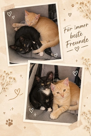 Süße Katzenbrüder 