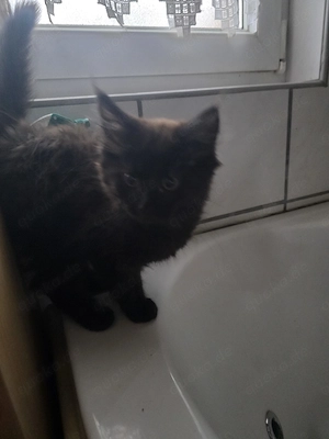 Reinrassige Maine Coon Kitten 5 Mädchen in schwarz, blau mit braunen Flecken auszugsbereit 