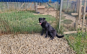 Ängstliche Hundeseele Sonny sucht liebevolle Adoptanten