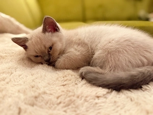 Zwei Britisch Kurzhaar Kater suchen ab sofort  Zuhause ! Kinder und Hunde gewöhnt! 