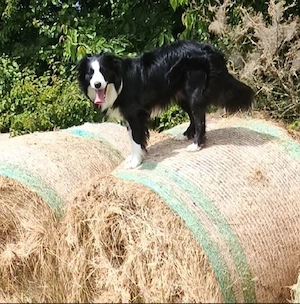 Bordercollie Deckrüde 