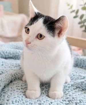 Süße Britisch Kurzhaar Kitten suchen ein liebevolles Zuhause