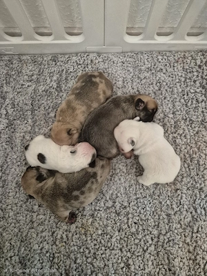 Französische Bulldoggen welpen 