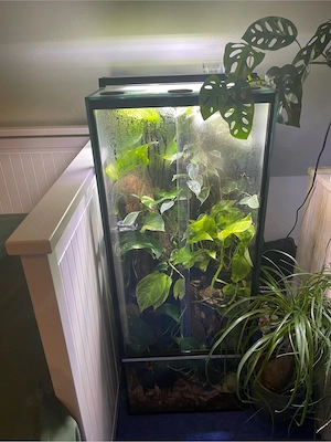Kronengecko mit Terrarium 