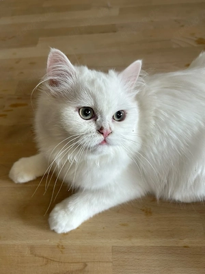 Junge katze 