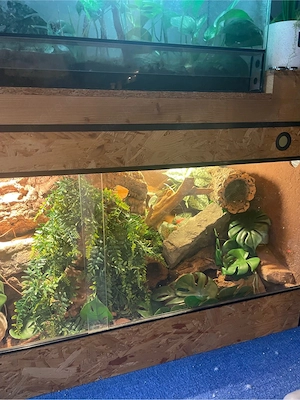 1.2 Leopardgecko Mit Terrarium 
