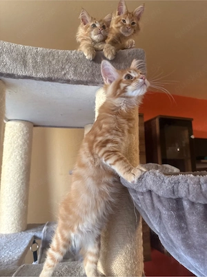    Süße Maine Coon Kitten   